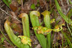 Hooded pitcherplant